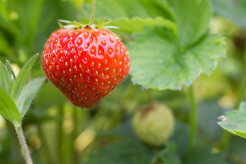 delicious strawberries and bush