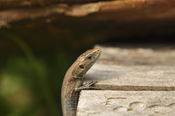 Ящерица на древесном фоне, природа, животные, рептилии