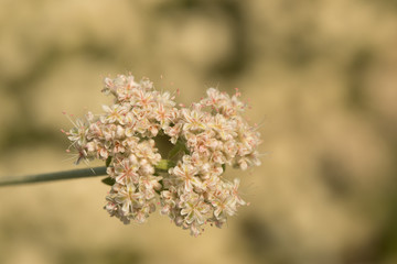 Small Flowers