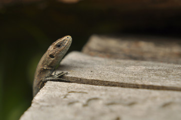 Ящерица на древесном фоне, природа, животные, рептилии