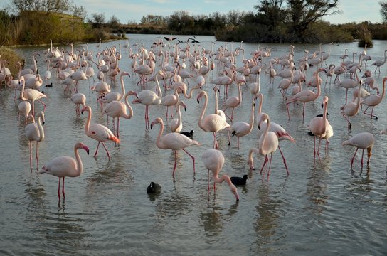Flamingos at Camargue Natural Park in France