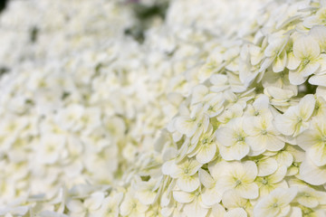 Hydrangea macrophylla white texture