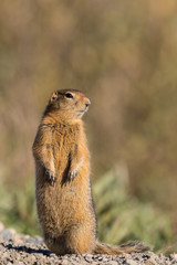 Arctic Ground Squirrel