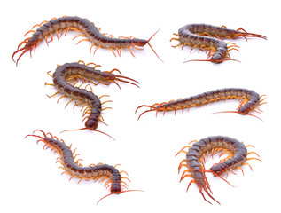 set of centipede on white background