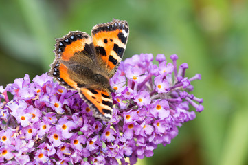 Small Tortoiseshell butterfly on Buddleia flower