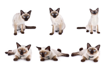 set of thai cat is a traditional or old-style siamese cat