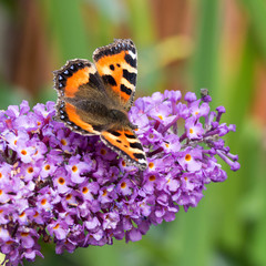 Small Tortoiseshell butterfly on Buddleia flower