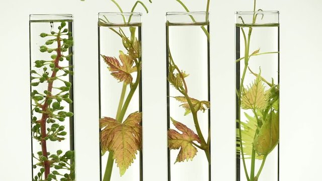 Oenology, young vine shoots in test tubes, Research Laboratory