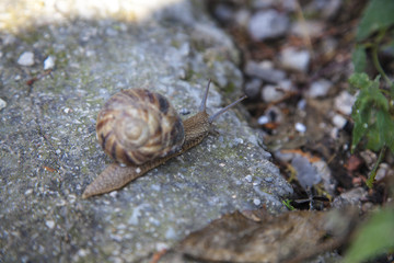 snail creeps in the stone