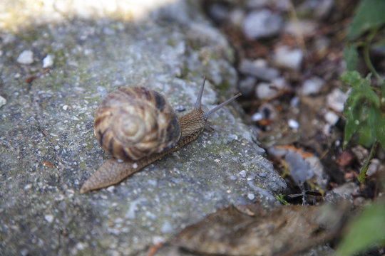 snail creeps in the stone
