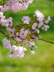 Obraz premium tree with beautiful pink blossoms 