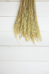 Oryza sativa or Rice plant laying over white wooden background