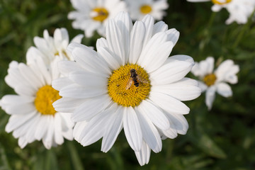 Obraz na płótnie Canvas top view on flower - white daisy with bee