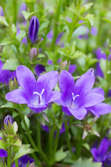 purple flower bells on the green grass