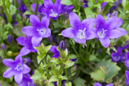 purple flower bell