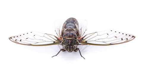 cicada isolated on white background