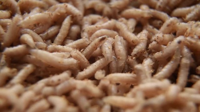 Group of Maggots Acheta Domesticus Insect Larvae, Bait for Fishing