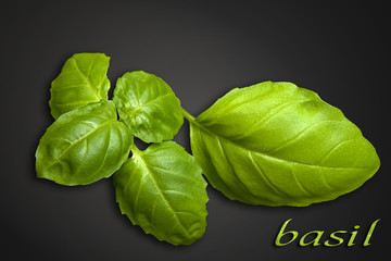Fresh basil leaves closeup on a dark background