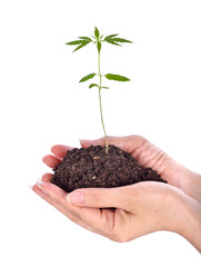 seedlings cannabis on hands