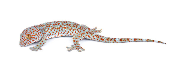 Naklejka premium gecko isolated on white background