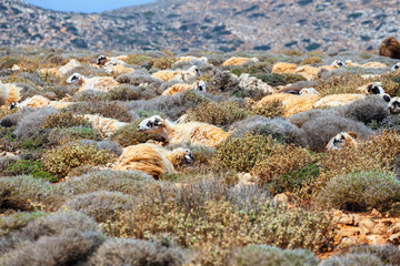 flock of sheep grazes on pasture