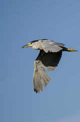 Black-Crowned Night-Heron Flying in a Blue Sky