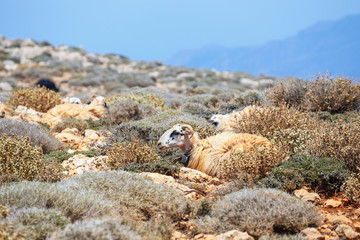 flock of sheep grazes on pasture