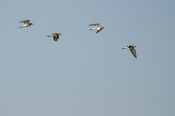 Flock of Killdeer Flying in a Blue Sky