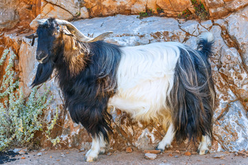 Domestic goat on Crete Island, Greece