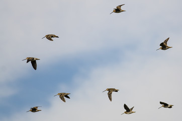Flock of Wilson's Snipe Flying in a Cloudy Blue Sky