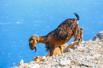 Domestic goat on Crete Island, Greece