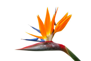 Bird of Paradise flower, Strelitzia. Isolated on white background - 119077073
