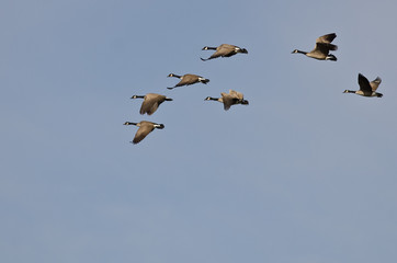 Flock of Canada Geese Flying in a Blue Sky