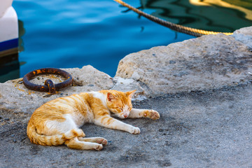 Fototapeta premium close up of lying cat