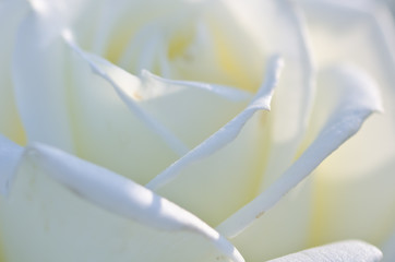 Nature Abstract: Lost in the Gentle Folds of the Delicate White Rose