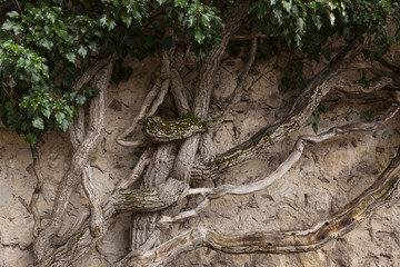 Vintage twisted trunks of plants