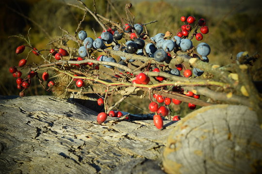 Wildfr&uuml;chte