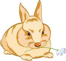 Drawing rabbit isolated