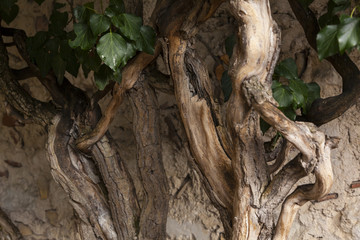 Vintage twisted trunks of plants