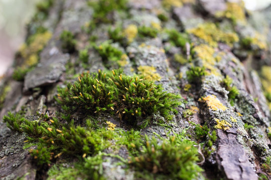 Green moss on a fallen tree trunk