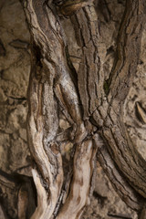 Vintage twisted trunks of plants