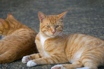 猫 トラ猫
