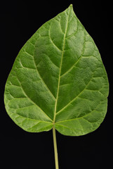 Fresh green leaf