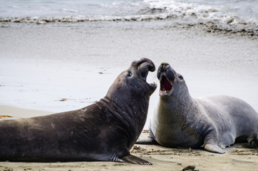 Seals