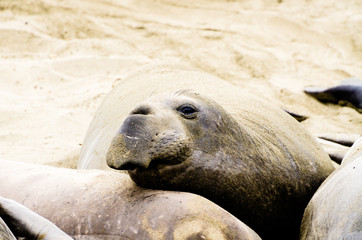 Seals
