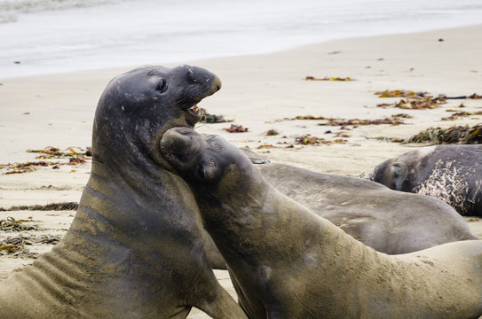 Elephant Seals Images Browse 84 Stock Photos Vectors and Video