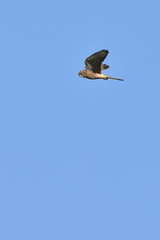 falco tinnunculus kestrel bird