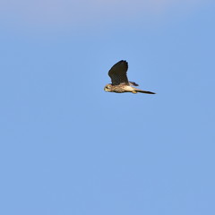 falco tinnunculus kestrel bird