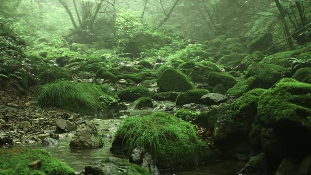 silent and misty forest and old rocks, Rock garden Ootsuki in Japan