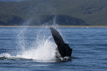 Wal vor der Küste Kamtschatkas